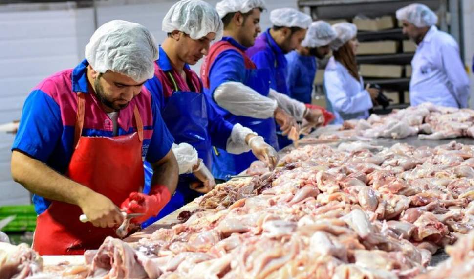 توزیع روزانه ۱۰۰۰ تن مرغ در مازندران