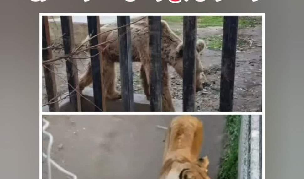 واکنش مدیرکل محیط زیست مازندران به تصاویر منتشرشده وضعیت باغ‌وحش ساری