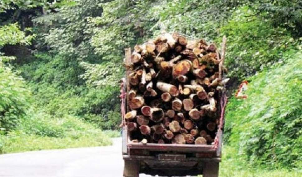 لزوم برخورد قاطع با قاچاقچیان چوب‌های جنگلی در مازندران/ فرمانداران از انحراف توزیع آرد جلوگیری کنند