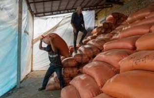 خرید برنج کشاورزان مازندران آغاز شد