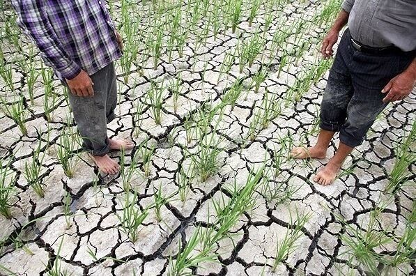 خشکسالی در شالیزارها قد می‌کشد/ حال و روز تلخ کشاورزان