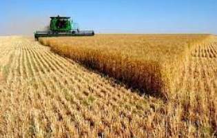 خودکفایی تولید گندم نان در دولت سیزدهم