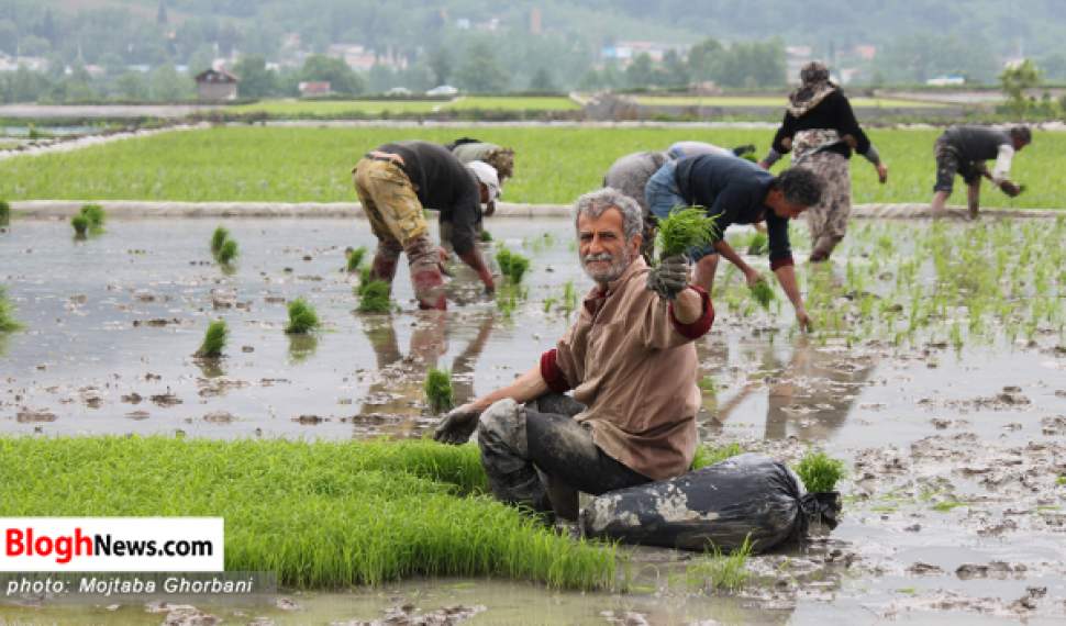 رنج کشاورزان با روند غیرمنطقی واردات برنج