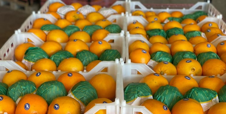 صادرات ۵ برابری نارنگی مازندران