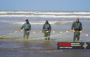 تصاویر/ آغاز بهره‌برداری از ذخایر ماهیان استخوانی دریای خزر در مازندران