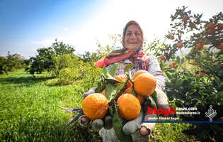 لبخند زنان روستایی پای درختان نارنگی
