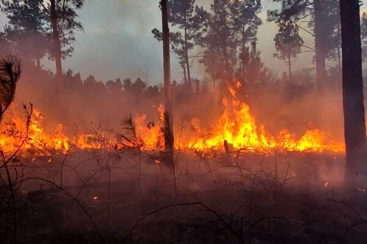جزئیات تازه از آتش‌سوزی در جنگل‌های نوشهر و تنکابن