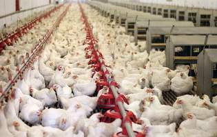 تولید مرغ بیش از نیاز کشور شده است
