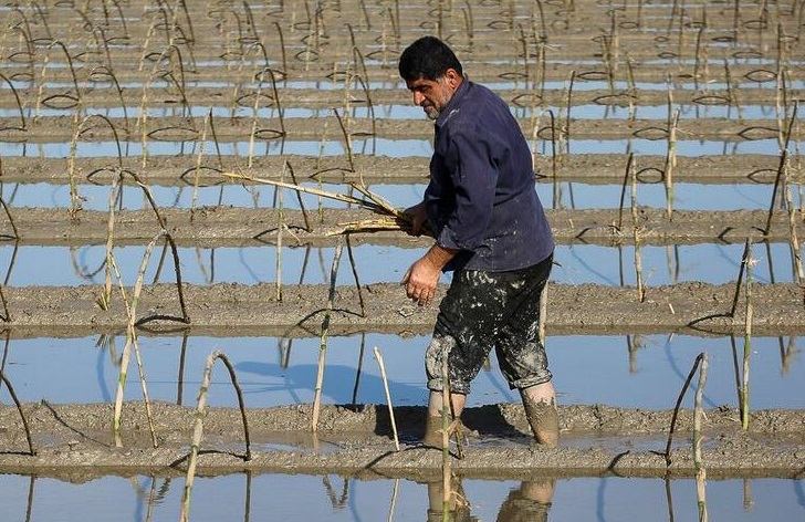 کشاورزان مازندران از بذرپاشی خزانه برنج پرهیز کنند