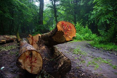 چالش درختان شکسته‌ افتاده در دل جنگل‌ها