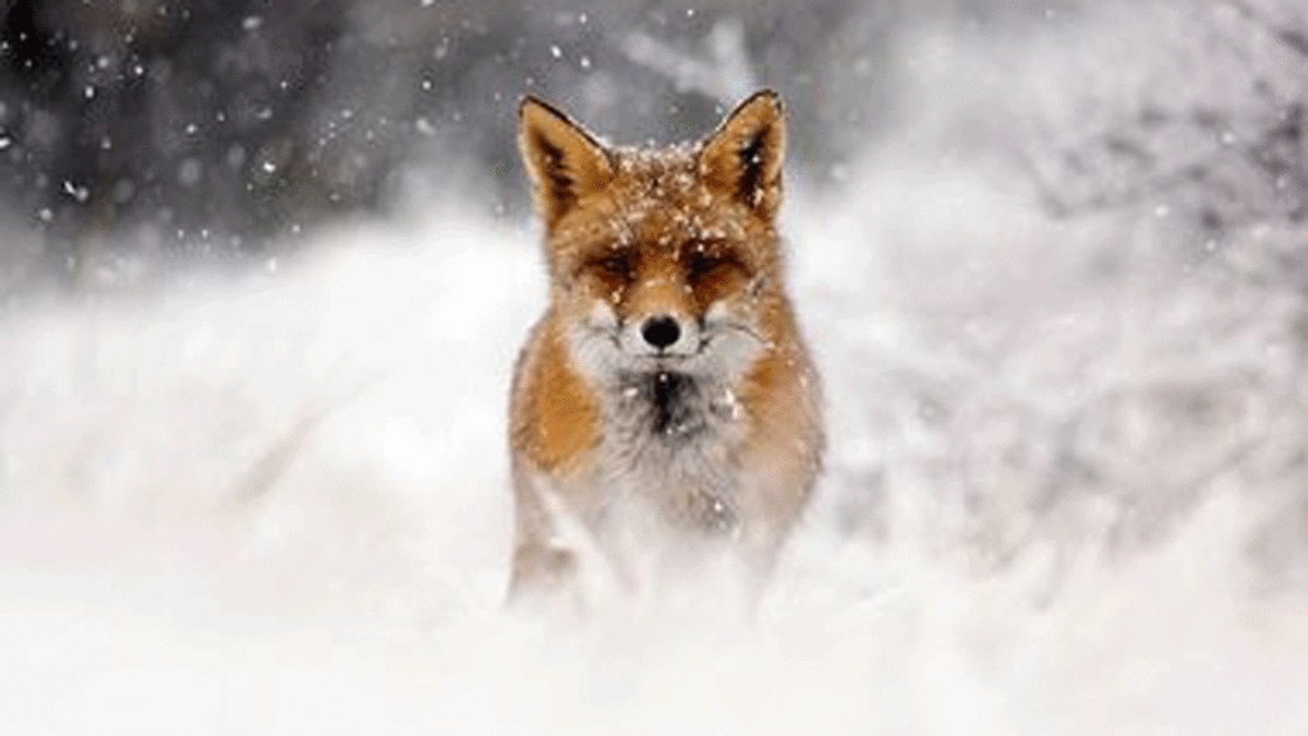 تأیید شکار ۴ قلاده روباه در چالوس