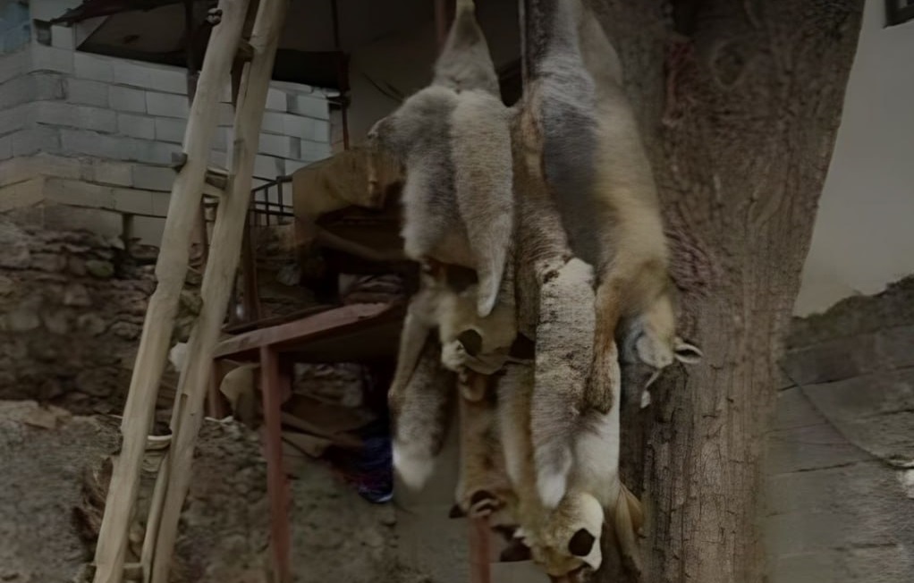 شکارچی ۴ قلاده روباه در چالوس دستگیر شد