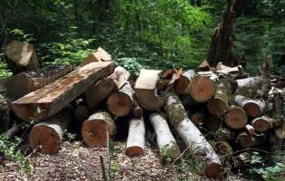 بازداشت ۵ مظنون قطع درختان در جنگل‌های بهشهر